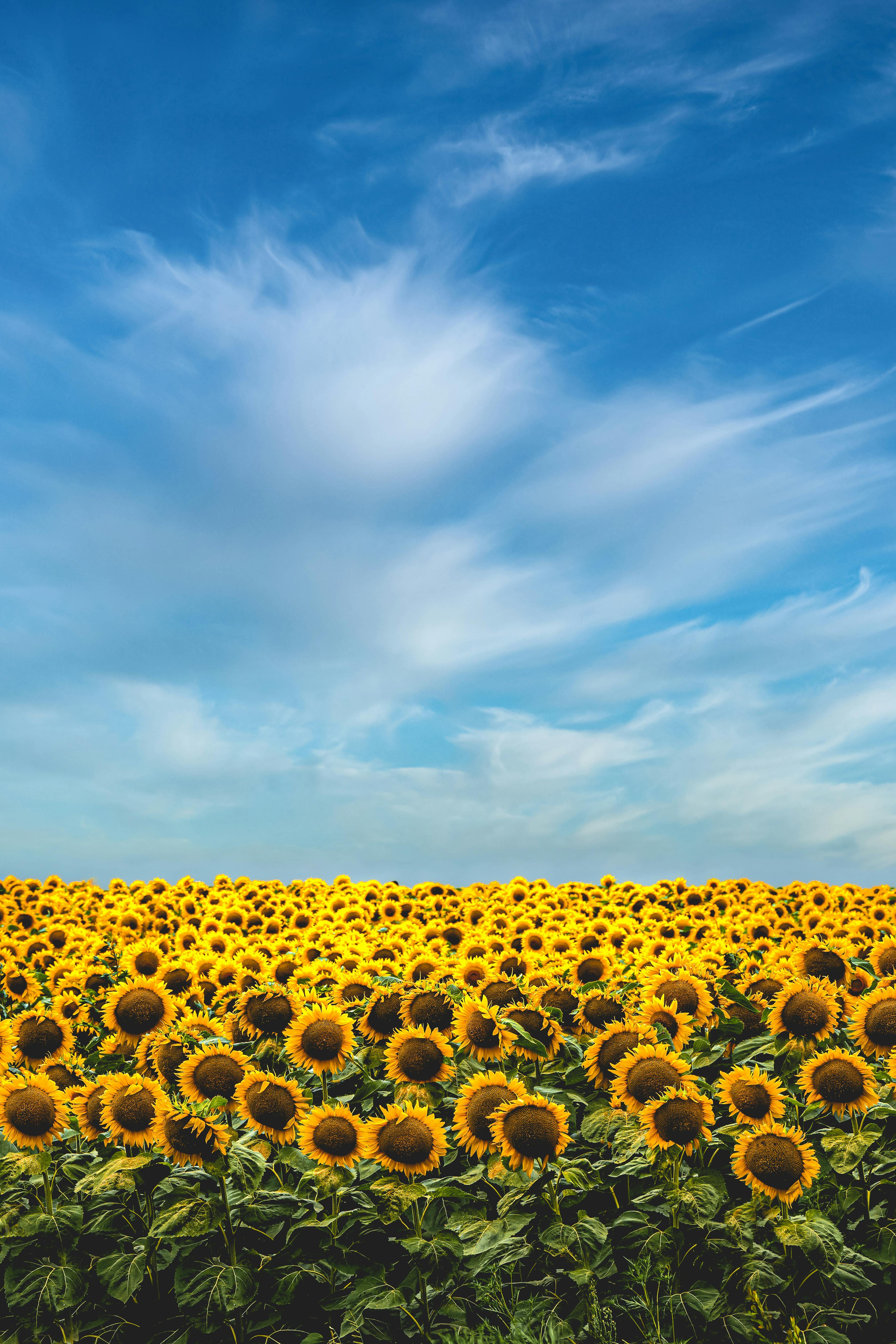 Sunny Sunflower Field